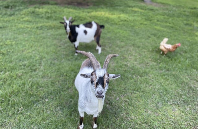 Moonfire Farm Shenandoah region cozy getaway