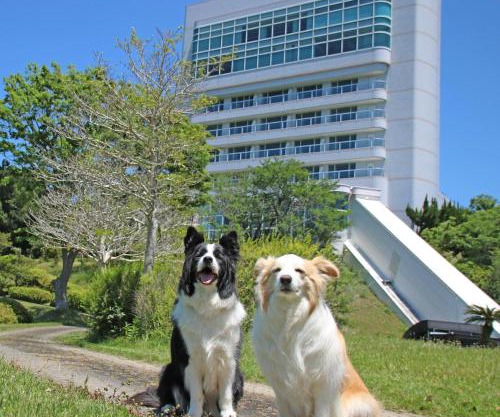 Nanki Shirahama Dog Paradise