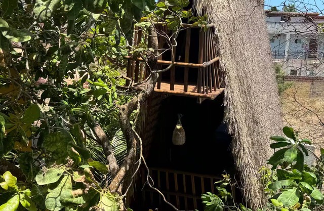 OccA Pipa - Woodpecker Cabin