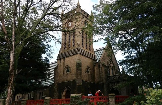 PLEASING pine's # KASAULI VALLY#