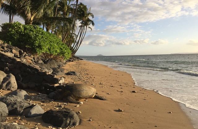 Pvt Oceanfrt home w heated pool, hot tub, sunsets, kayaks, turtles & Whales!