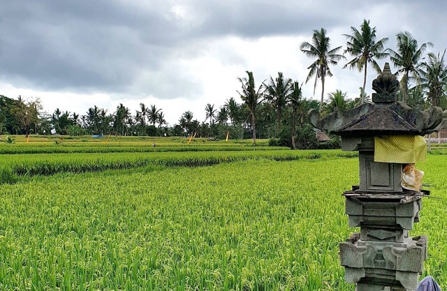 RC Ubud Villa 2 - 3 bedroom private pool villa