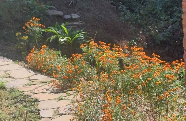 RedPanda Jungle Camp