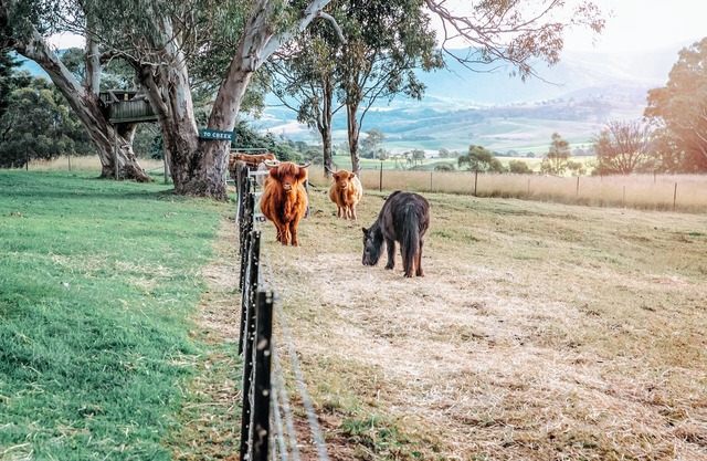 Relax & unwind in the country in our Cozy Farm Stay King Apartment. Pet Friendly