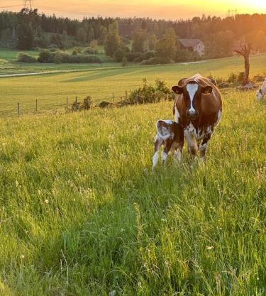 Resta farm bondgårdshotell
