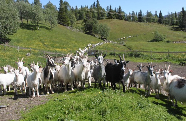 Sæterstad Gård