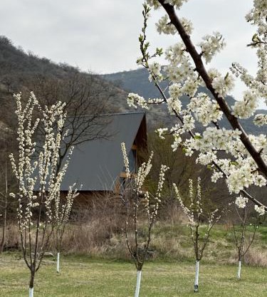 Samshvilde Hideaway