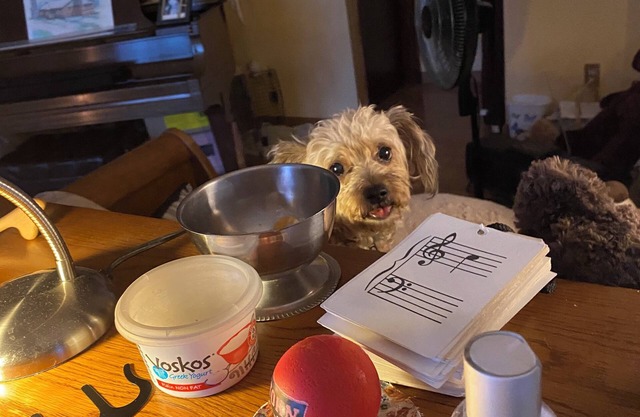 Small dog lovers welcome!