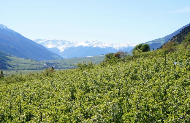 South Tyrol Apartments Haus Maria in Schlanders Vinschgau. with brine bath