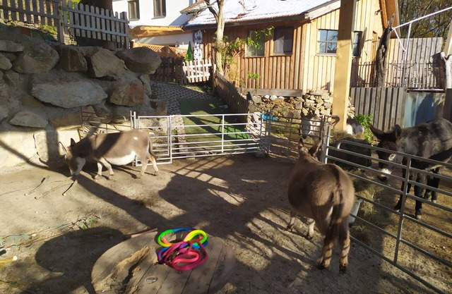Studio Apartment 'Eselhütte Daxstein' with Mountain View, Shared Terrace and Wi-Fi