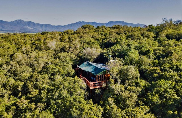 Teniqua Treetops