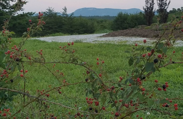 The Green Cabin at Luna's Trail