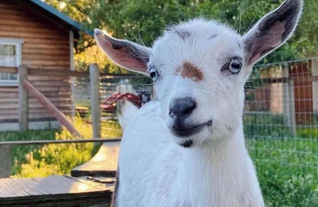 The Nest at Left Foot Farm.