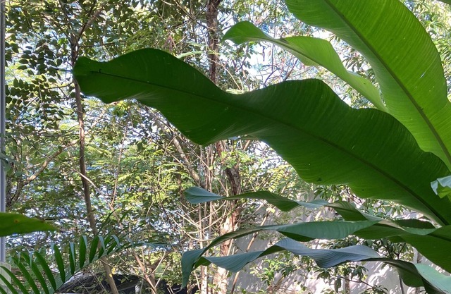 Un jardin soigneusement jungle. Une piscine toujours fraîche. Ombres et lumière.