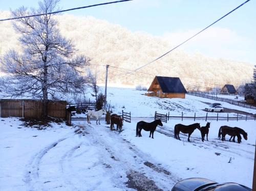 VIKENDICA NOLE Jahorina