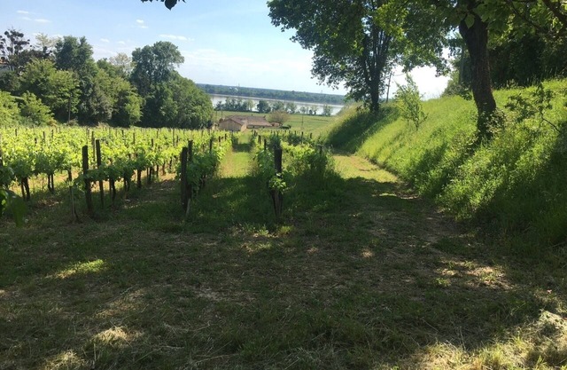 Vineyard house, on the estuary shore