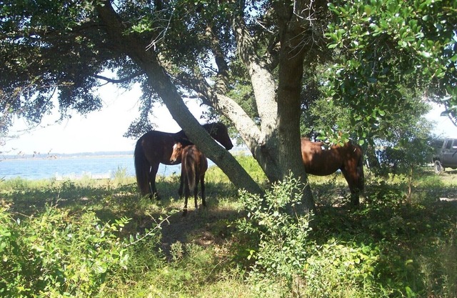Waterfront Cottage Nestled in a Secluded Wild Horse 4 ~WD~ Area
