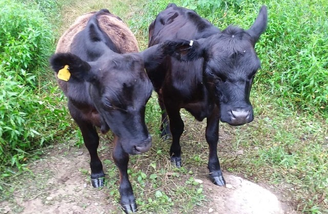 Weekend Weddings on our Farm.