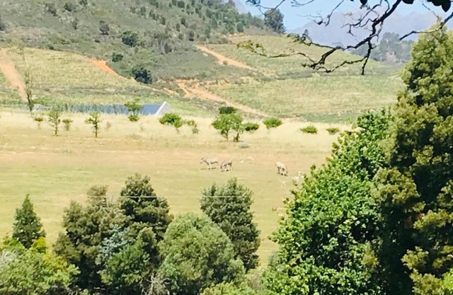 Winelands guest room