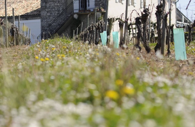 Winetourism in the heart of Bordeaux