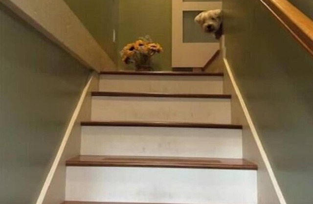 Zelda's Tree House