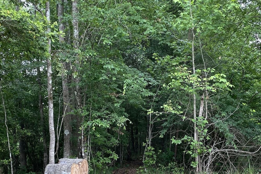 Jasper Cabin | Cozy cabin located on the Angelina River and minutes away from lake Sam Rayburn.