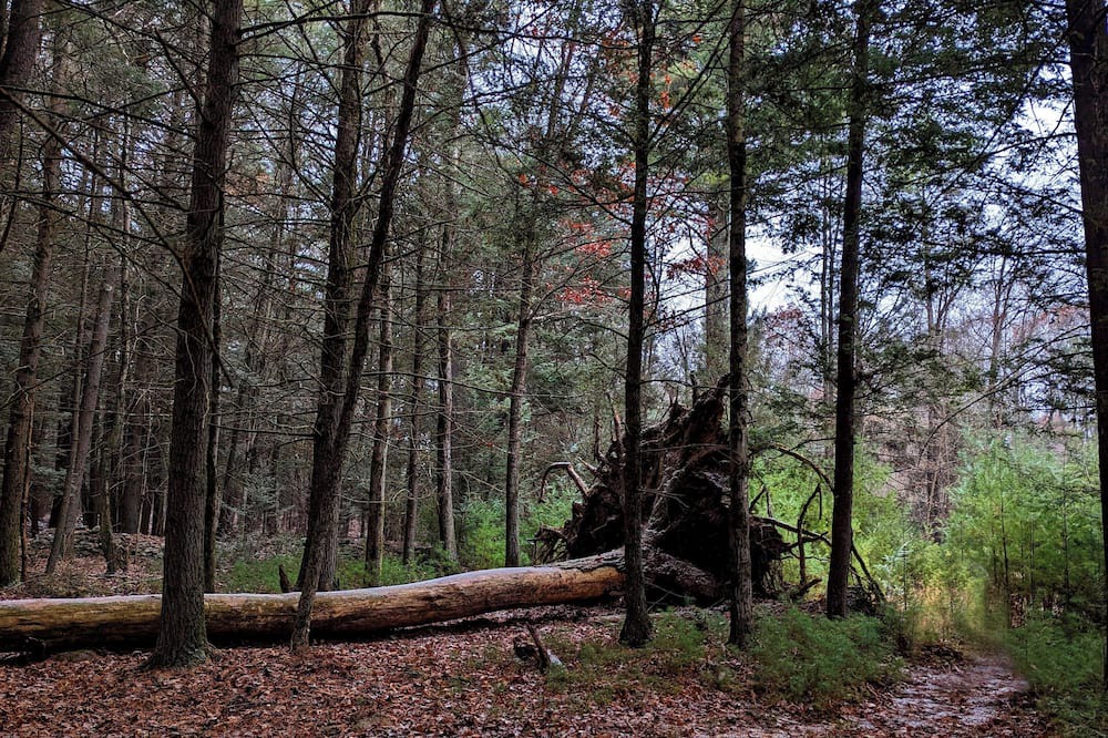 Kerhonkson Cabin | Modern Cabin in Catskill Mountain. On 7 acres of private land.