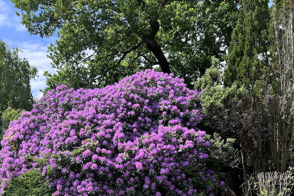 High Barnet Cottage | Cottage with 2000 SQM beautiful Garden