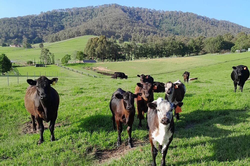 Coolangatta Other | Garlands: Coast and Country Farmstay, Berry.