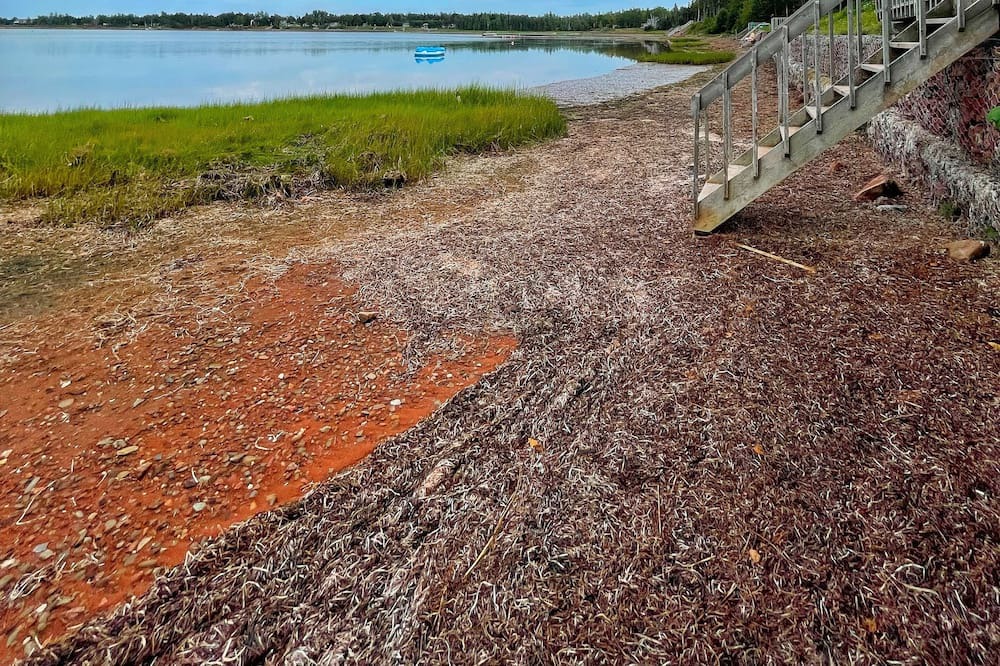 O'Leary House | Wild Roses By The Sea in Fortune Cove, PEI A Home All Yours on Mill River