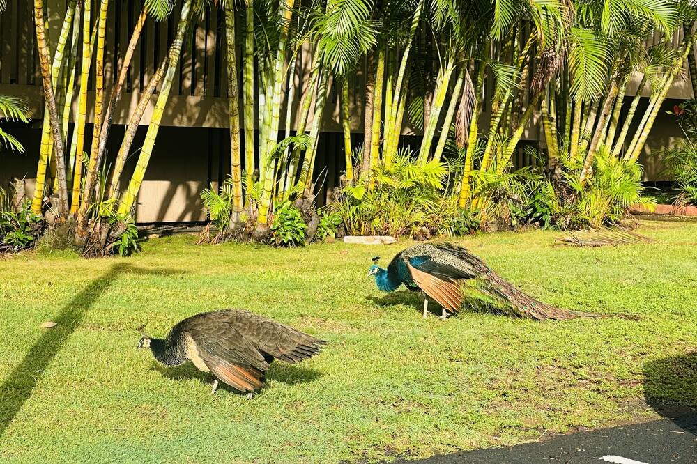 Makaha Valley Apartment | Gorgeous two bedrooms, great location