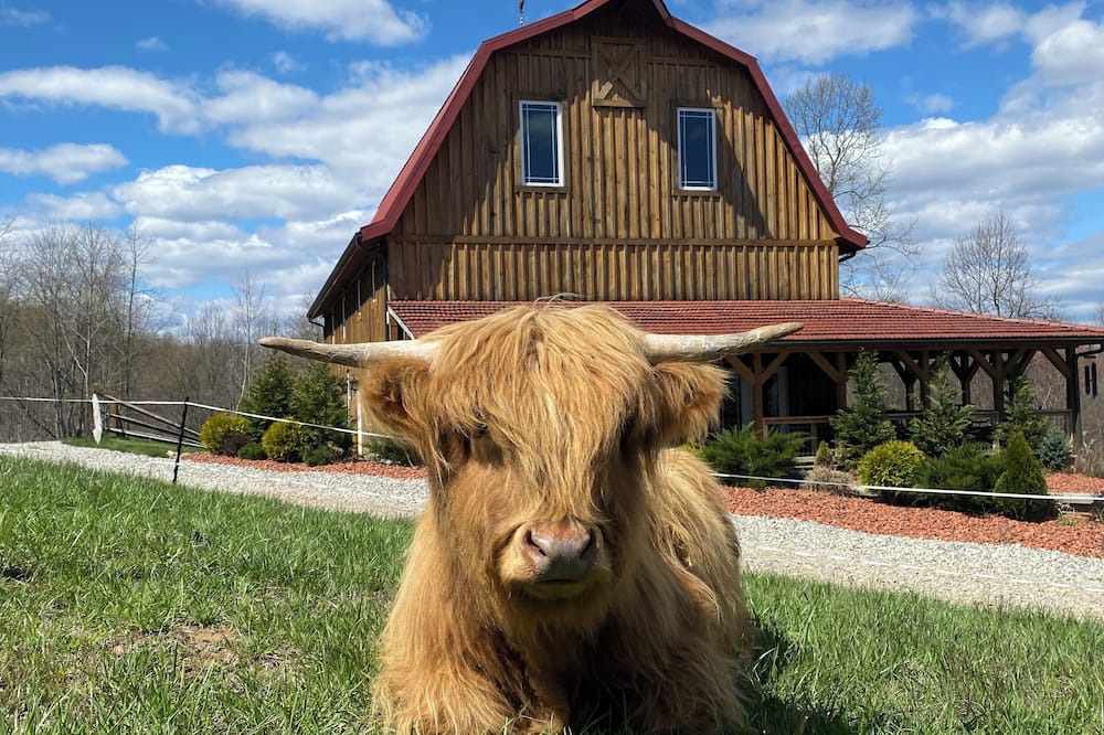 McArthur House | The Barn at Dogwood Ridge Farms: Highland Cow and Mini Donkey Farm