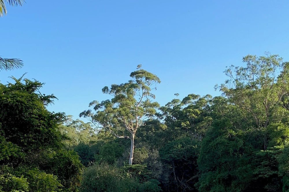 Maleny Cabin | Dads Art Studio