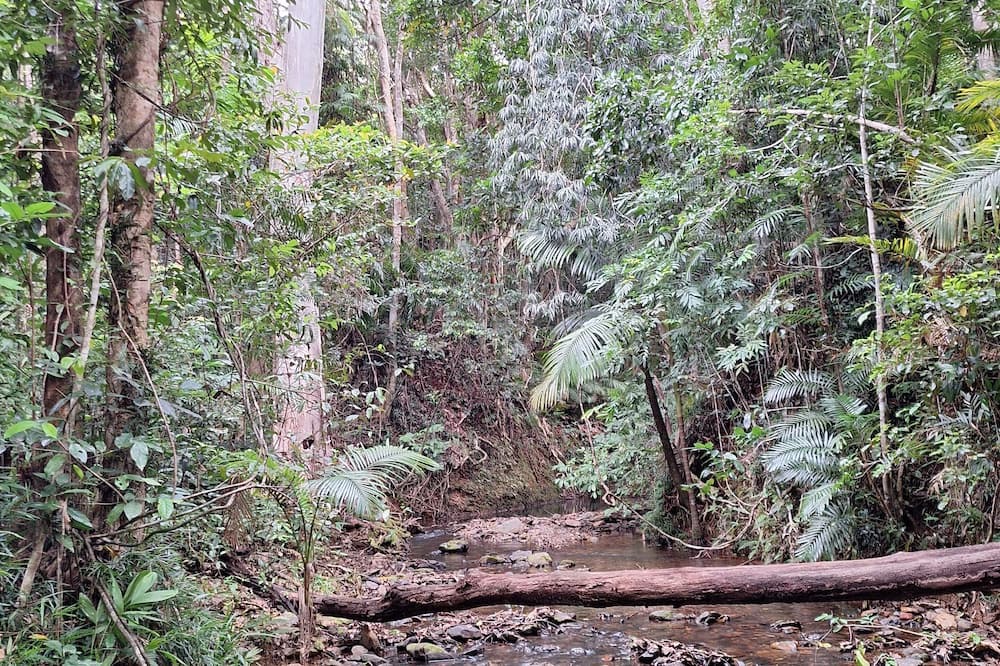 Cow Bay House | creek, close to beach, cassowaries, acreage, rainforest, swimming holes