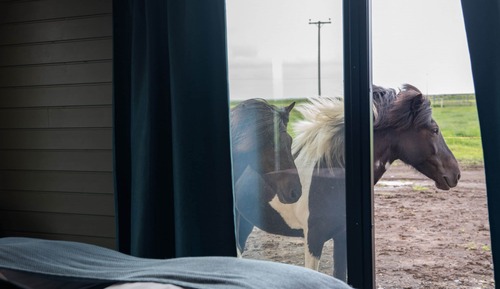 Blesi - Sleeping with the horses