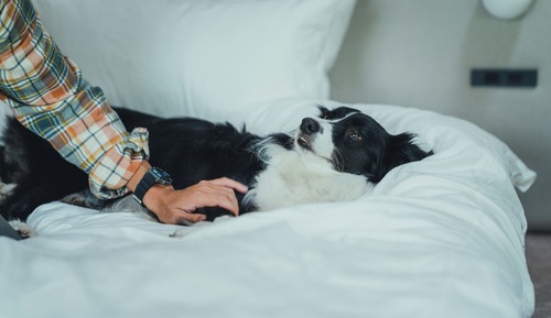 Room with Sauna [Dog-Friendly]