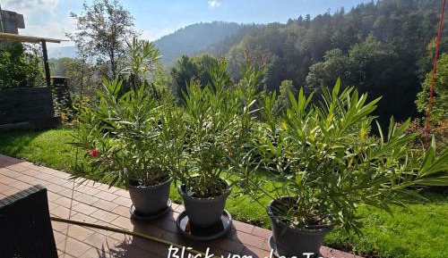 Two-Bedroom Superior Apartment