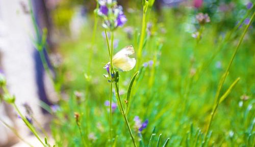 Apartment with Garden View