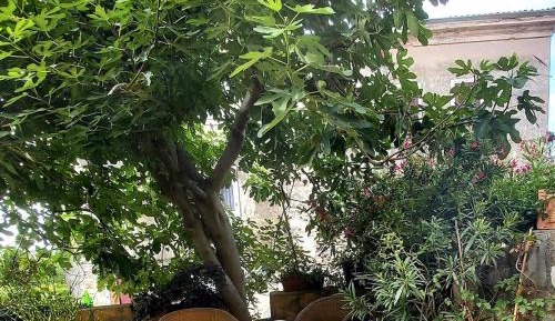 King Studio with Sofa Bed