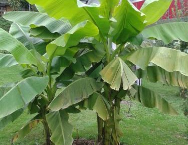 Apartment - Disability Access