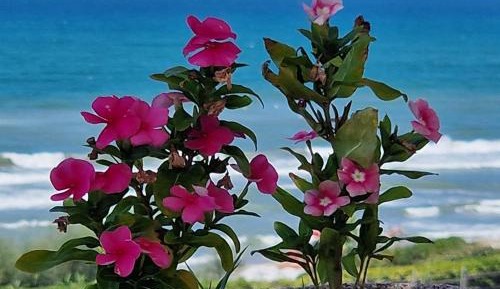 Two-Bedroom Superior Apartment