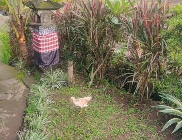 Double Room with Garden View