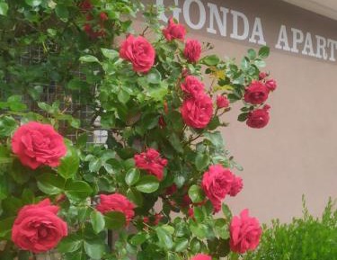 Studio with Sofa Bed