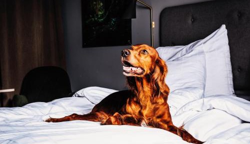 Double Room - Pet Friendly