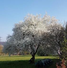 Apartment with Garden View
