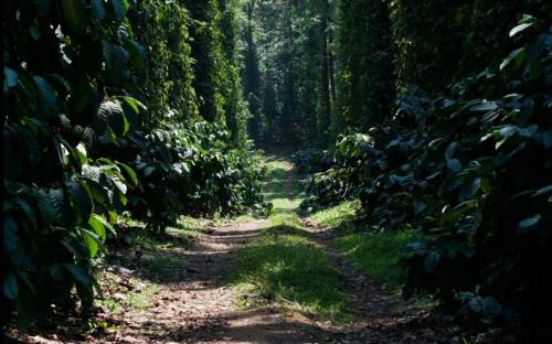 Madikeri House | Coffee Bloom Farm House