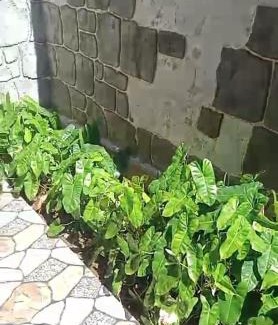 Tanjung House | Rhiani's Villa