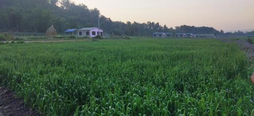 Madi House | Kantipur community homestay