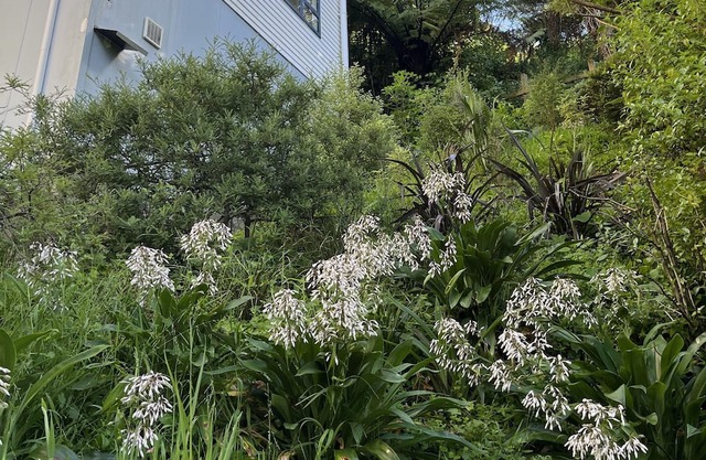 Aro Valley gem. Pet-friendly accomodation in walking distance to city centre.