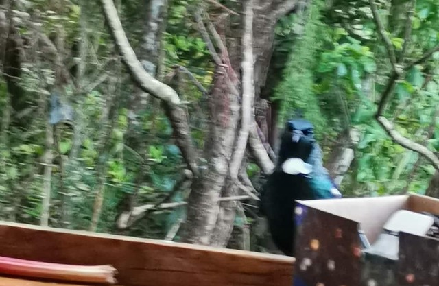 Romantic retreat 3 min to beach in idyllic valley surrounded by native birdlife